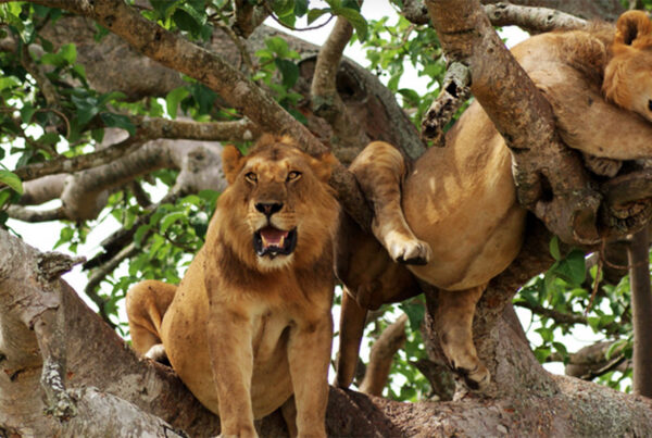 Packing Essentials — Queen Elizabeth National Park wildlife photography tips for adventure seekers