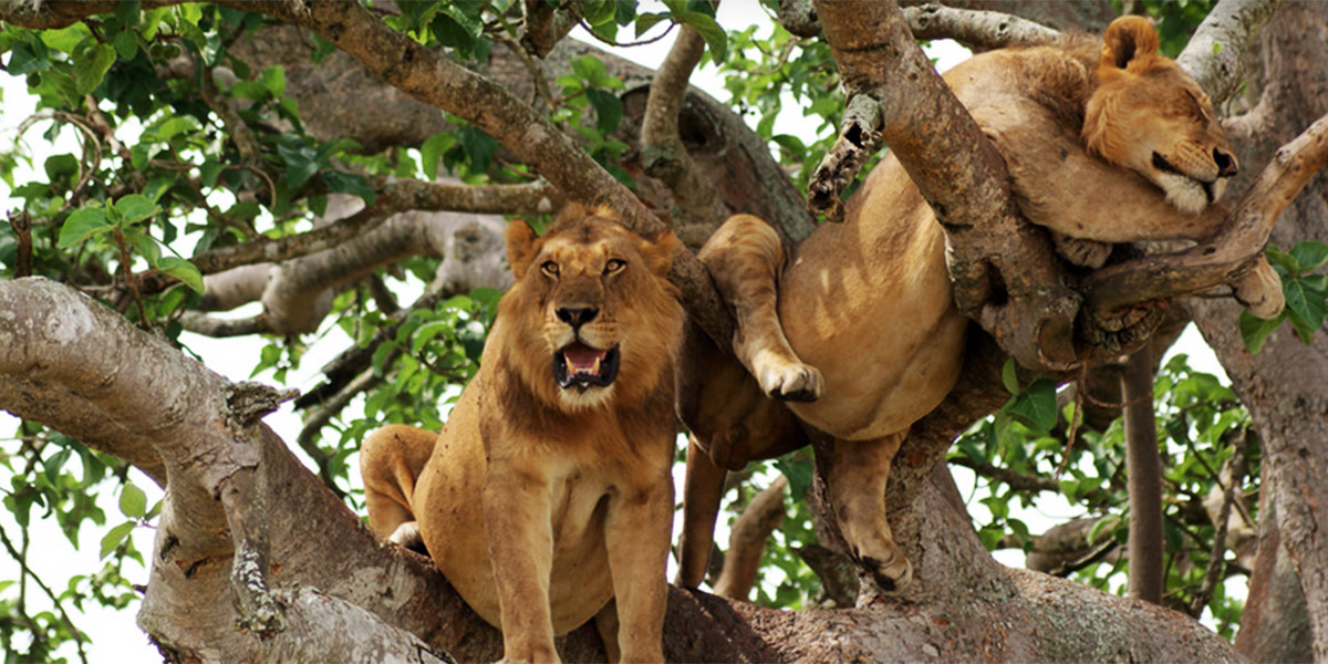 Packing Essentials — Queen Elizabeth National Park wildlife photography
