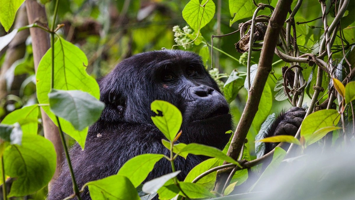 Packing List for Gorilla Trekking in Bwindi Impenetrable Forest