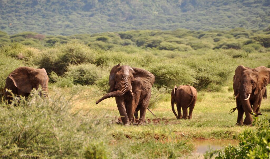 Parks and Reserves in Uganda