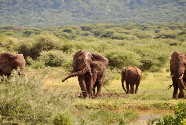 Parks and Reserves in Uganda