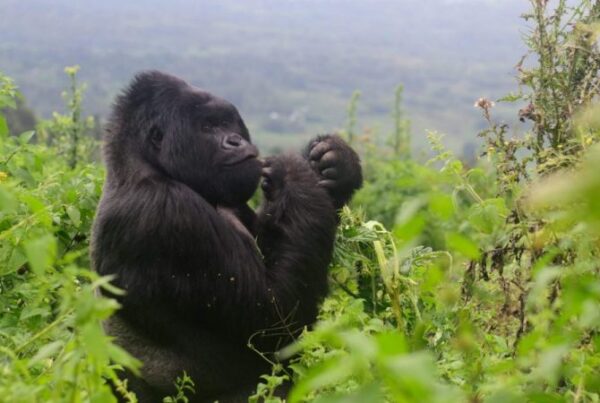 Photo Essay for gorilla trekking in Arua for groups