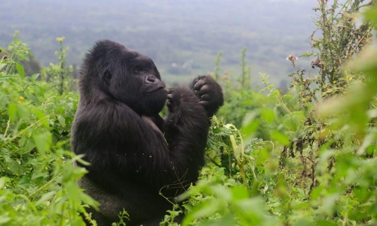 Photo Essay for gorilla trekking in Arua for groups