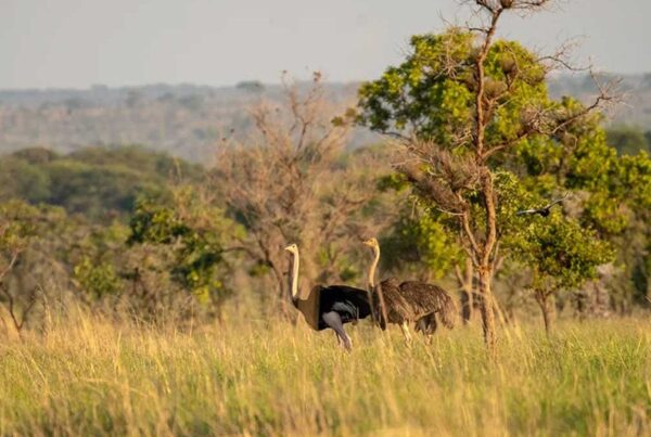 Pian Upe Wildlife Reserve