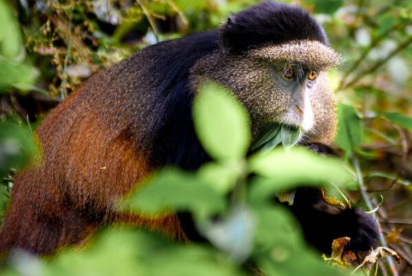Road Trip at Mgahinga Gorilla National Park: Local's Guide for foodies