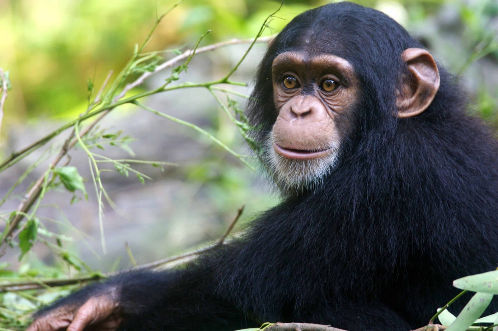 Luxury Picks — Rwenzori Mountains chimpanzee tracking for first-time visitors