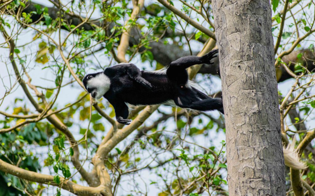 Semuliki National Park Hiking: Best Time to Visit for honeymooners