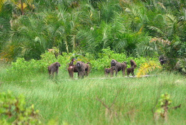 Semuliki National Park: One Week Plan to luxury escape for groups