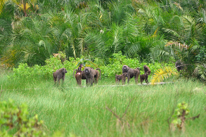 Semuliki National Park: One Week Plan to luxury escape for groups