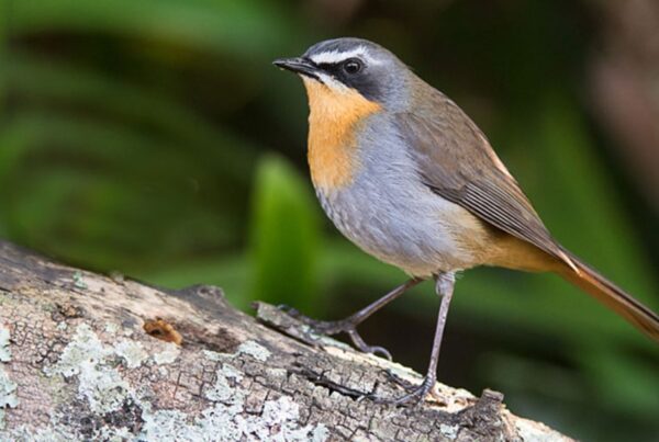 Solo Traveler Guide: Mgahinga Gorilla National Park birding safari for luxury travelers