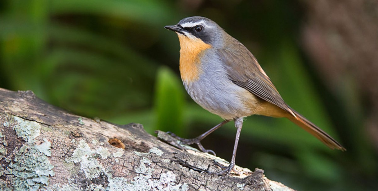 Solo Traveler Guide: Mgahinga Gorilla National Park birding safari for luxury travelers