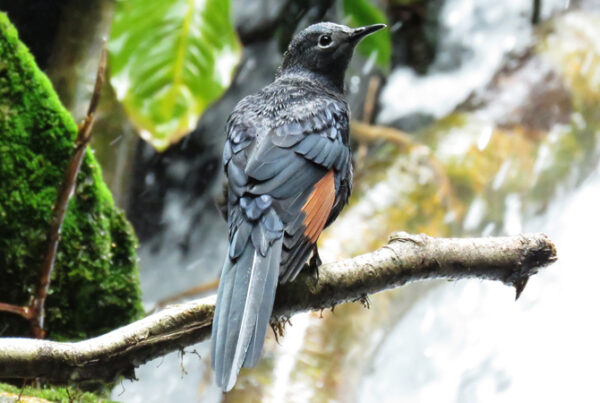 Solo Traveler Guide: Mgahinga Gorilla National Park birding safari for luxury travelers