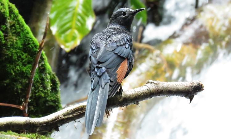 Solo Traveler Guide: Mgahinga Gorilla National Park birding safari for luxury travelers