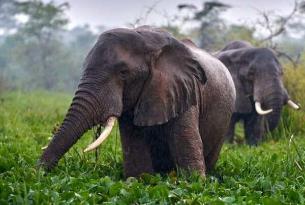 Spring in Uganda (March – May)