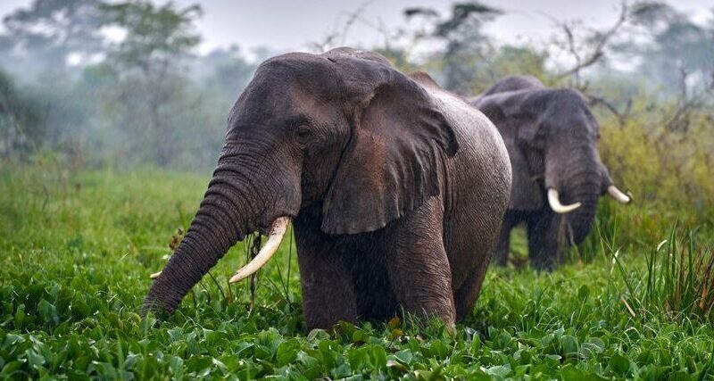 Spring in Uganda (March – May)