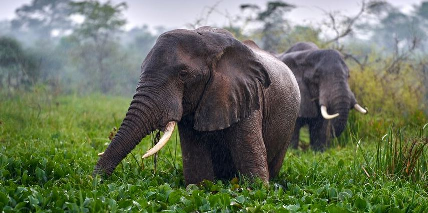 Spring in Uganda (March – May)