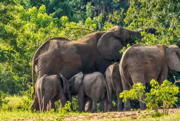 Summer in Uganda (June – August)