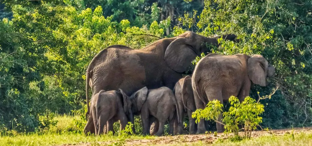 Summer in Uganda (June – August)