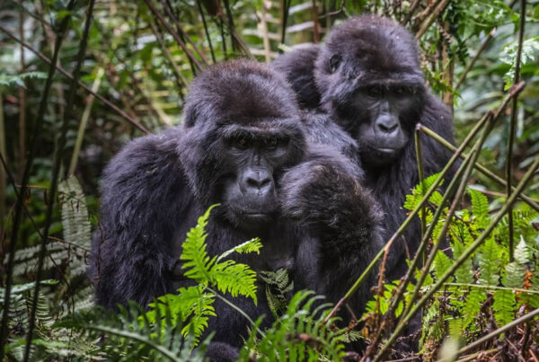 The Complete Guide: Gorilla Trekking at Bwindi Impenetrable Forest in 2025