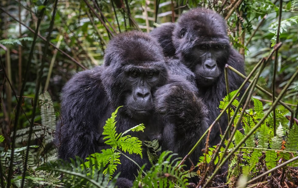 The Complete Guide: Gorilla Trekking at Bwindi Impenetrable Forest in 2025