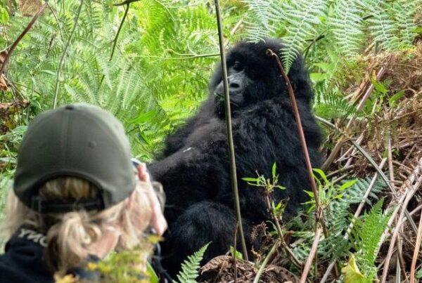 The History and Significance of Bwindi Impenetrable National Park