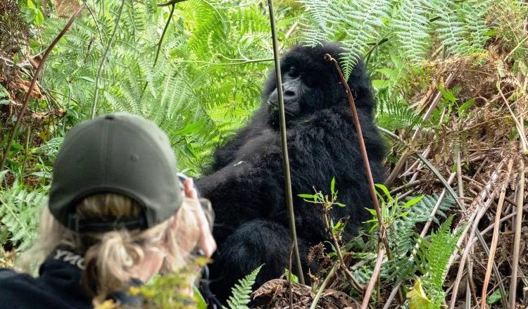 The History and Significance of Bwindi Impenetrable National Park