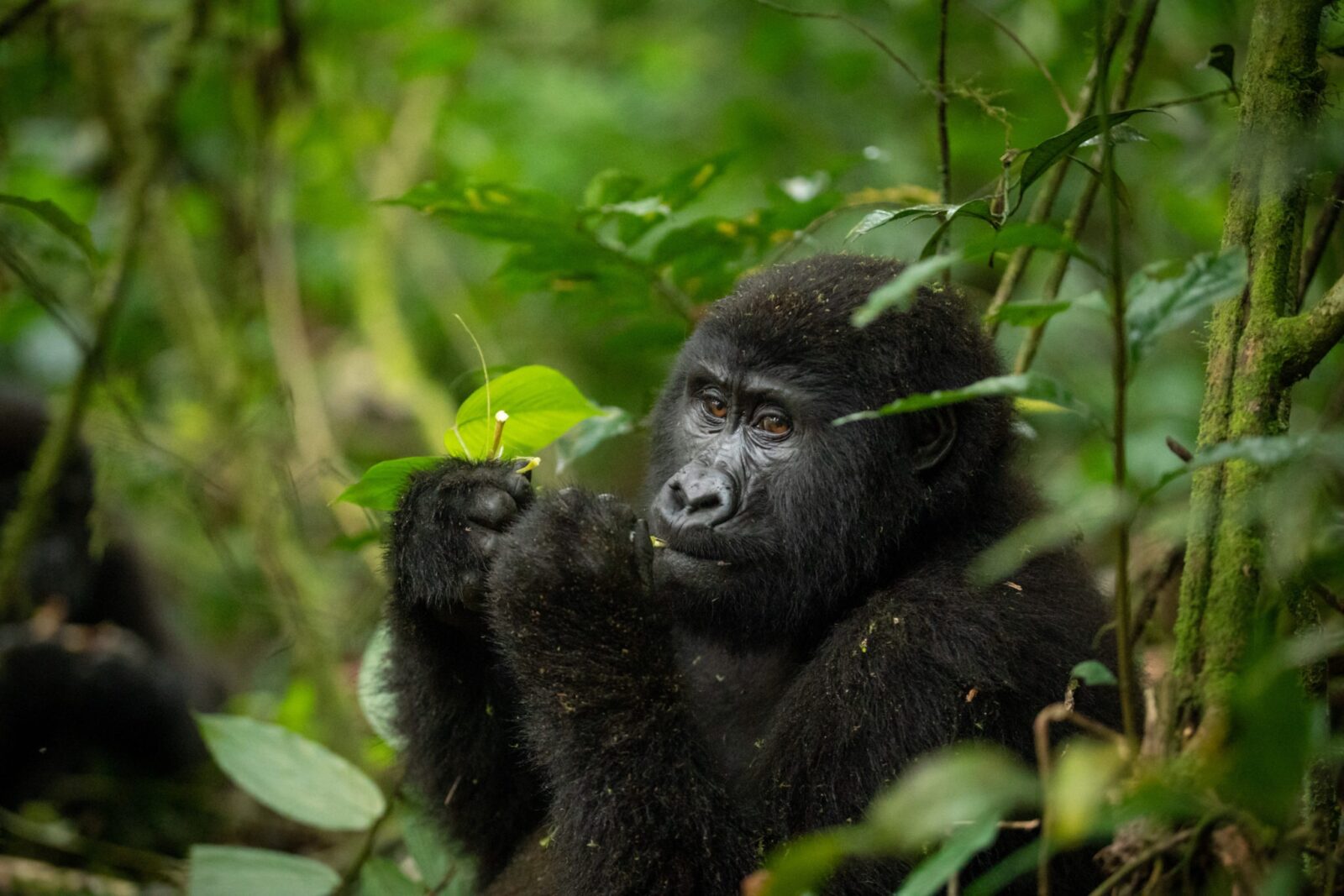 The History and Significance of Bwindi Impenetrable National Park