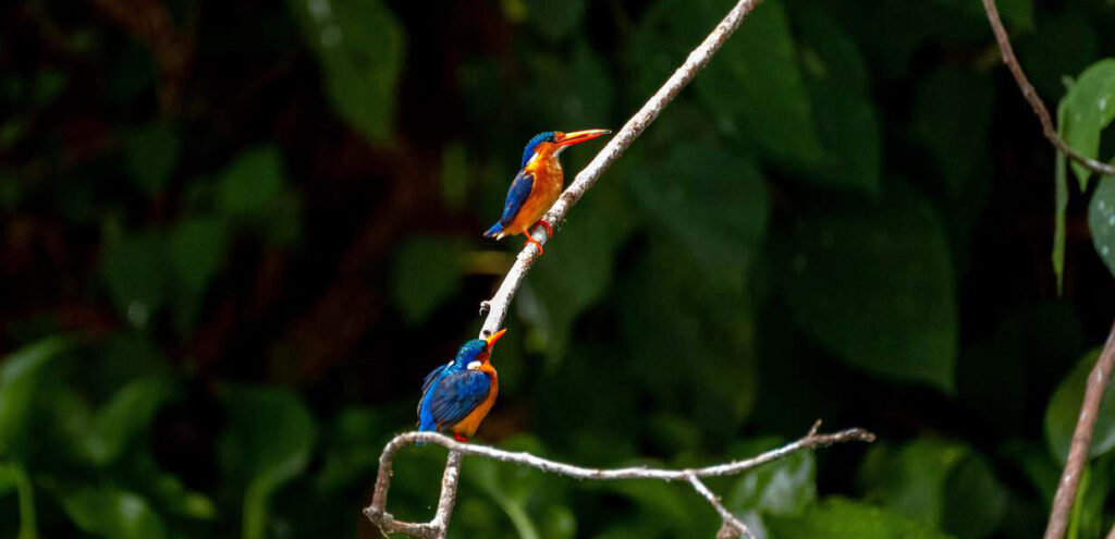 The How to Travel Responsibly: best time to go at Kabale for birders