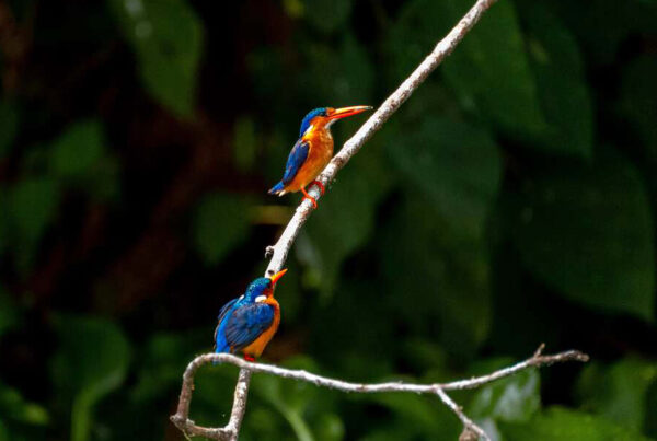 The How to Travel Responsibly: best time to go at Kabale for birders