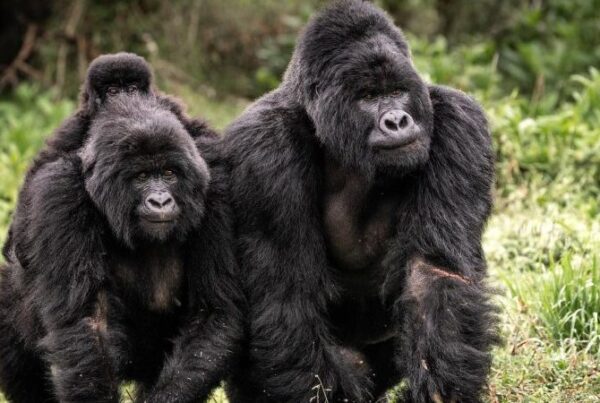 The What Not to Miss: gorilla trekking at Lakes George and Edward for weekenders