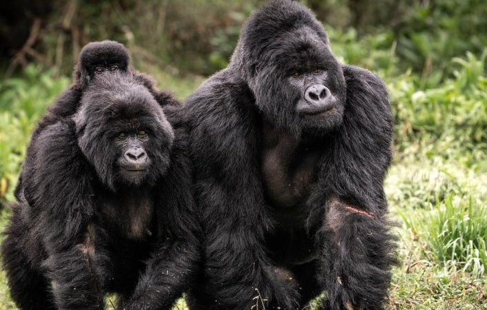 The What Not to Miss: gorilla trekking at Lakes George and Edward for weekenders
