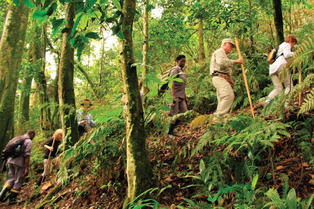 Top Things to Do in Bwindi Beyond Gorilla Trekking