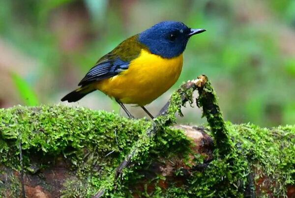 Top 10 Experiences: Mgahinga Gorilla National Park seasonal guide for birders
