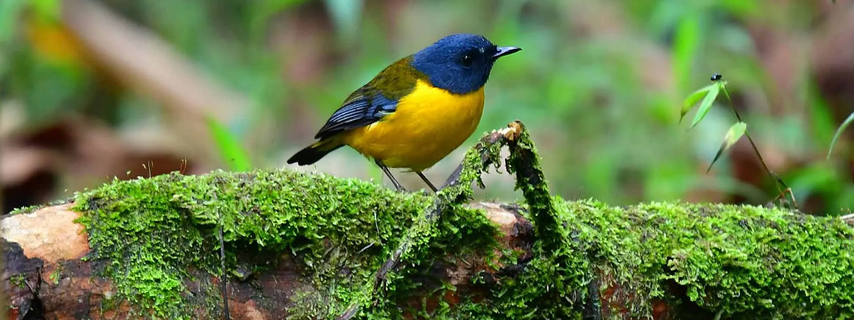 Top 10 Experiences: Mgahinga Gorilla National Park seasonal guide for birders