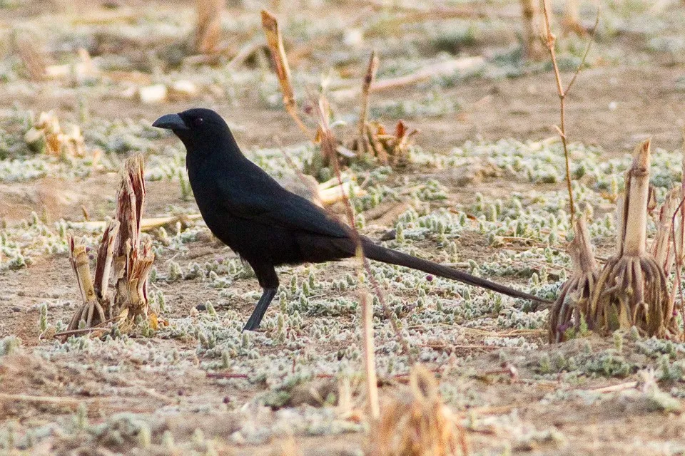 Top Restaurants — Gulu birding safari for adventure seekers