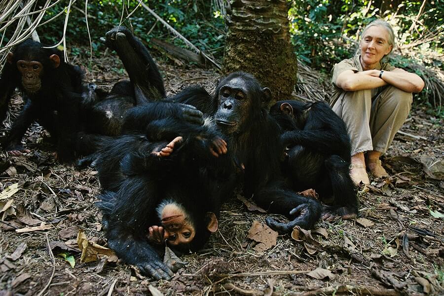 Chimpanzee Habituation in Uganda
