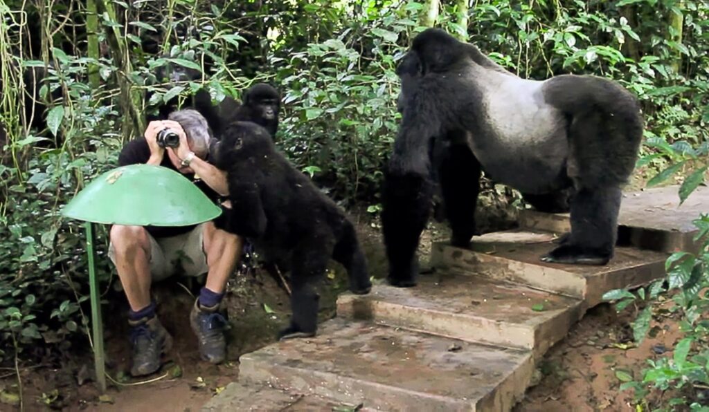 Uganda Gorilla trekking safaris
