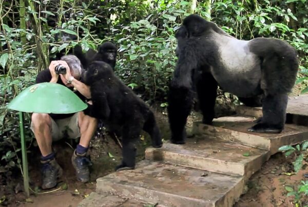Uganda Gorilla trekking safaris