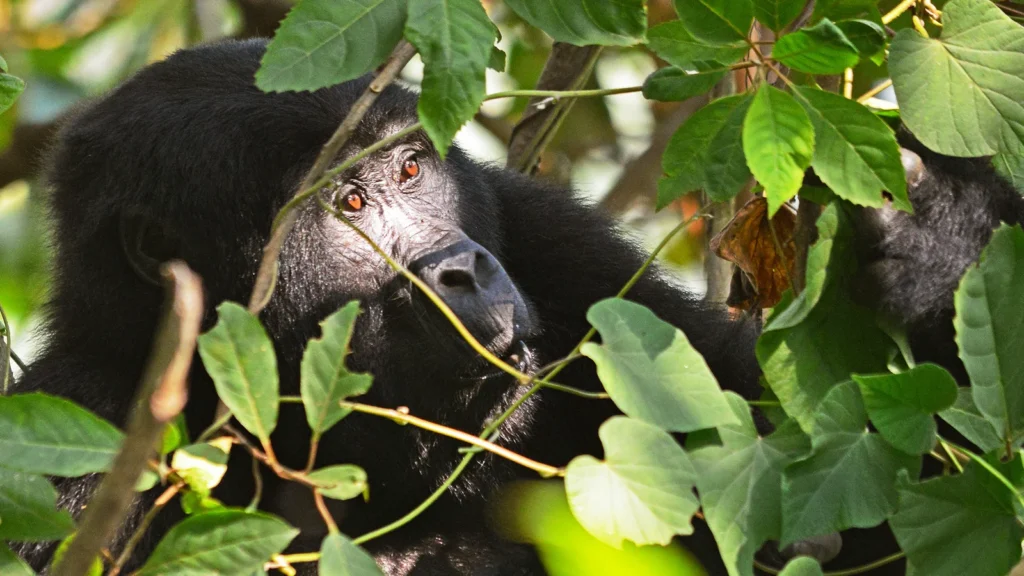 Uganda Primate holidays