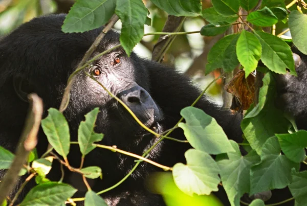 Uganda Primate holidays