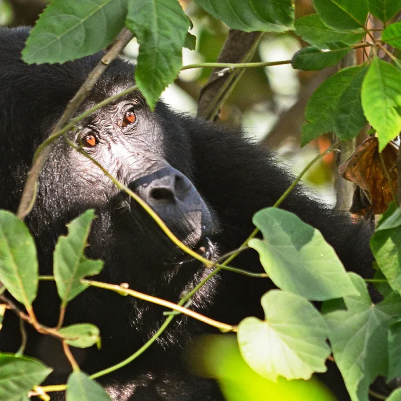 Uganda Primate holidays