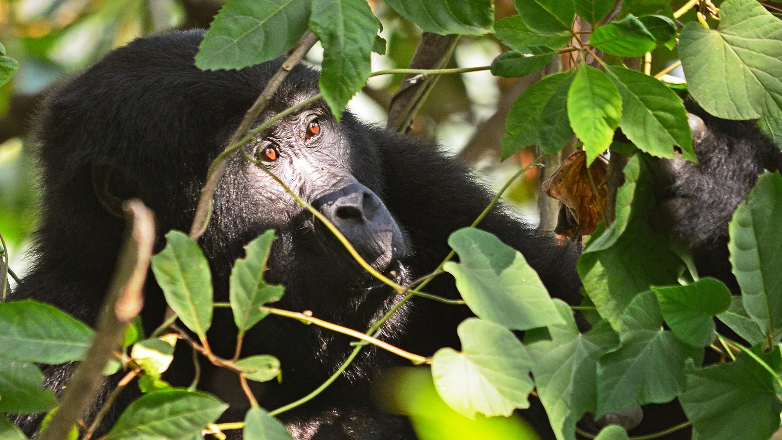 Uganda Primate holidays