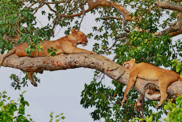 Uganda Wildlife holidays