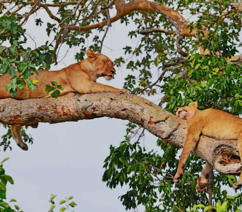 Uganda Wildlife holidays
