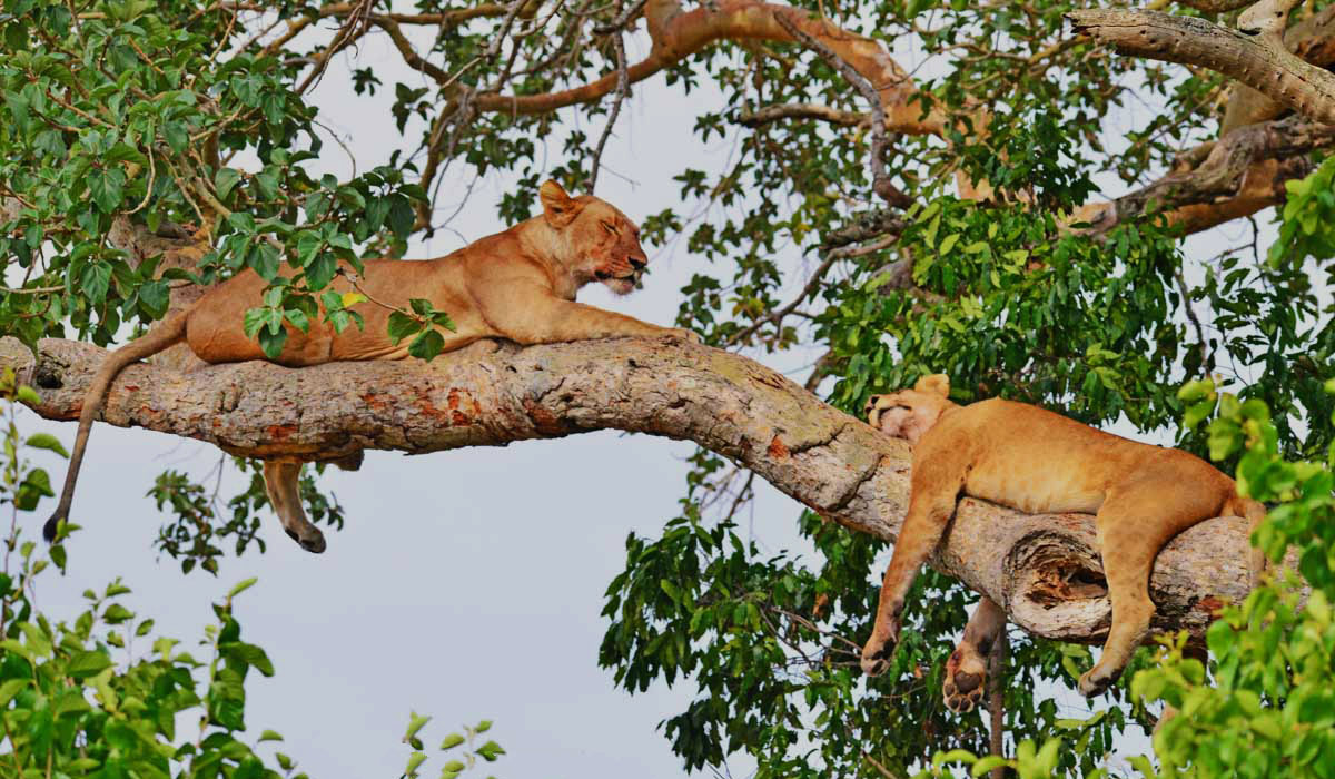 Uganda Wildlife holidays