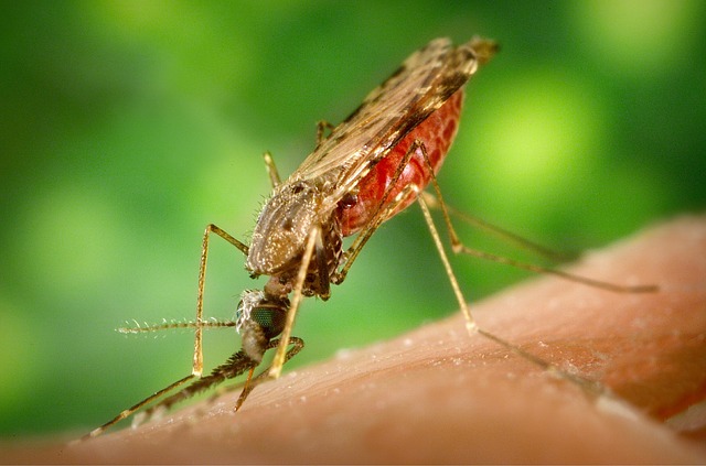 Uganda malaria and vaccinations