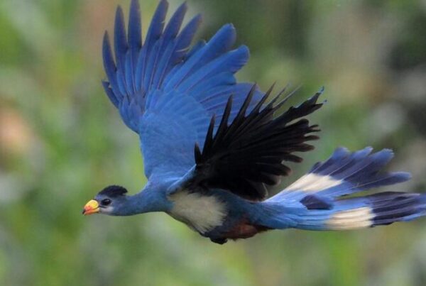 Ultimate Checklist for birdwatching hotspot in Bwindi Impenetrable Forest for honeymooners
