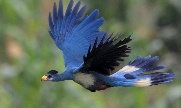 Ultimate Checklist for birdwatching hotspot in Bwindi Impenetrable Forest for honeymooners