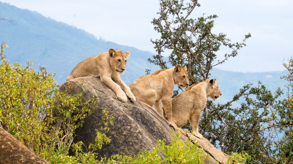 Visiting Uganda in April