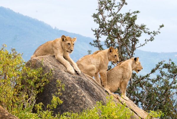 Visiting Uganda in April